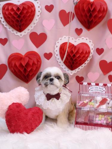 20240214こむぎちゃん